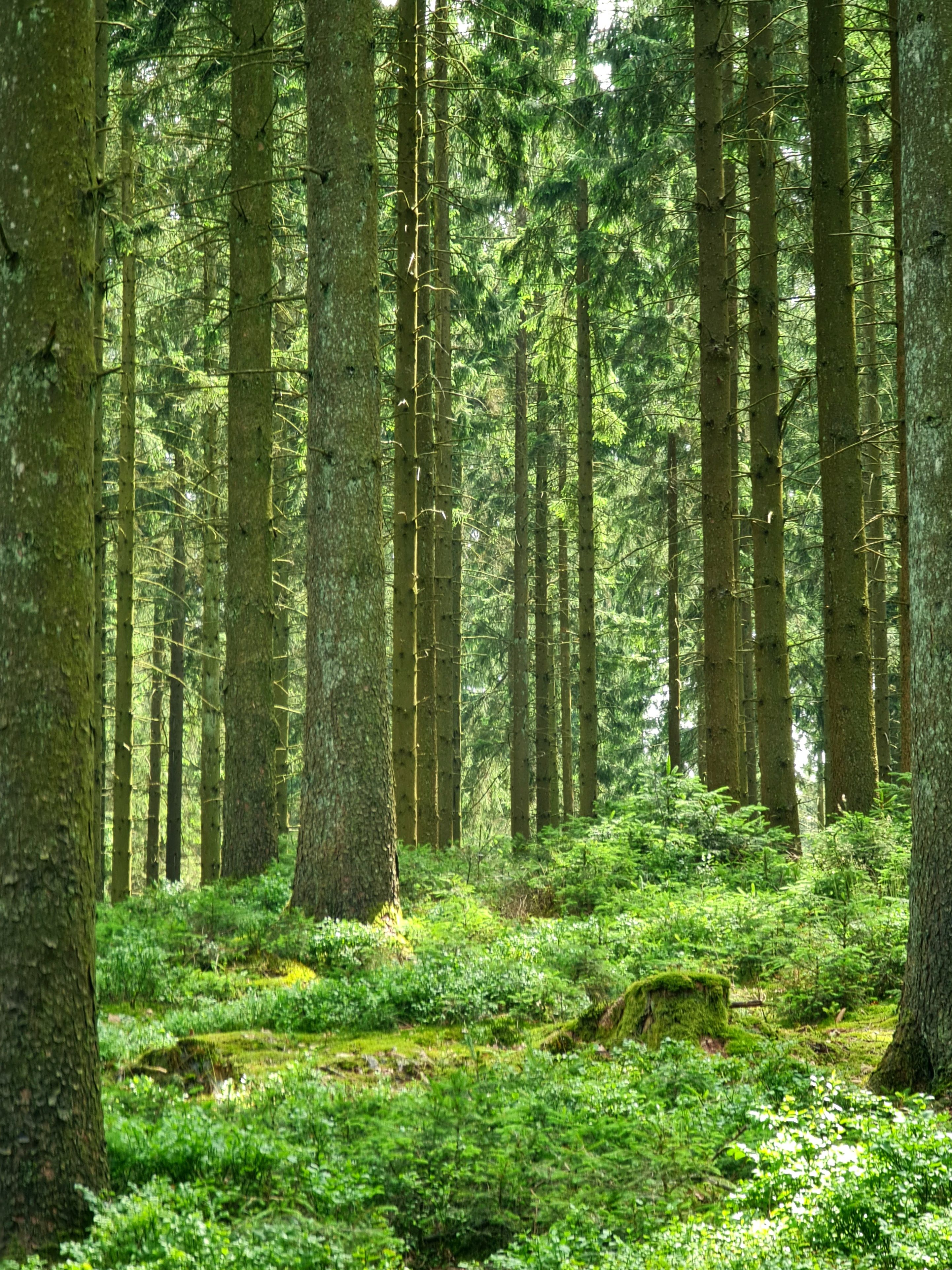 Bushes and Tall Trees in Evergreen Forest · Free Stock Photo