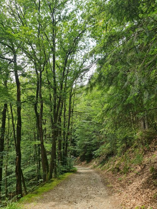 Free A tranquil dirt road winds through a lush green forest, ideal for nature lovers and adventurers. Stock Photo
