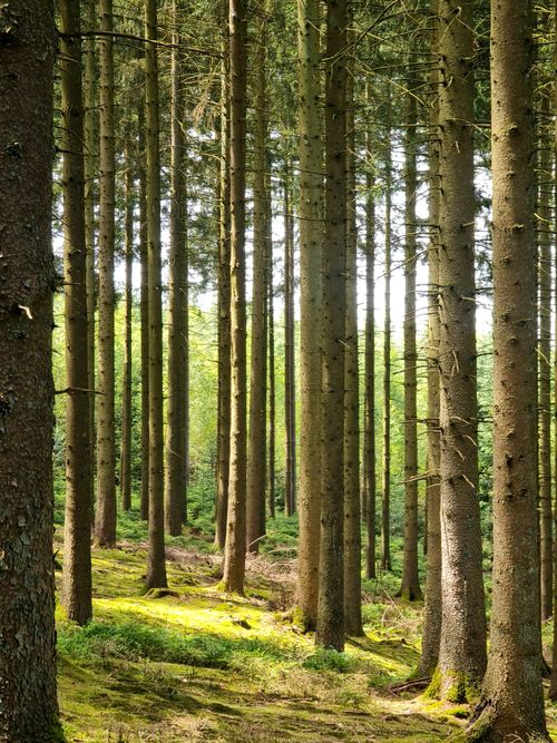 Free Vertical shot of a tranquil evergreen forest, showcasing tall trees and vibrant nature. Stock Photo