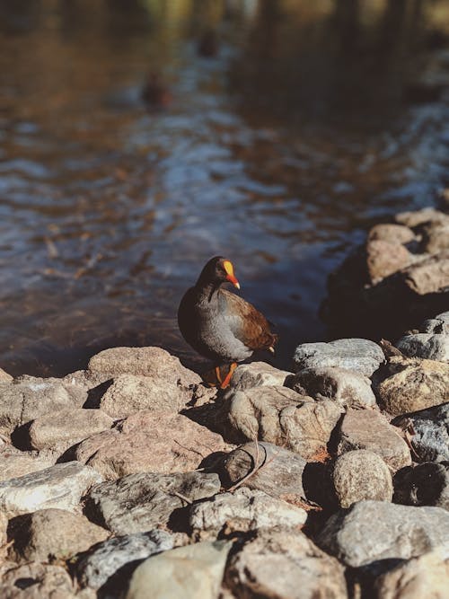 Foto Des Vogels Thront Oben Auf Stein