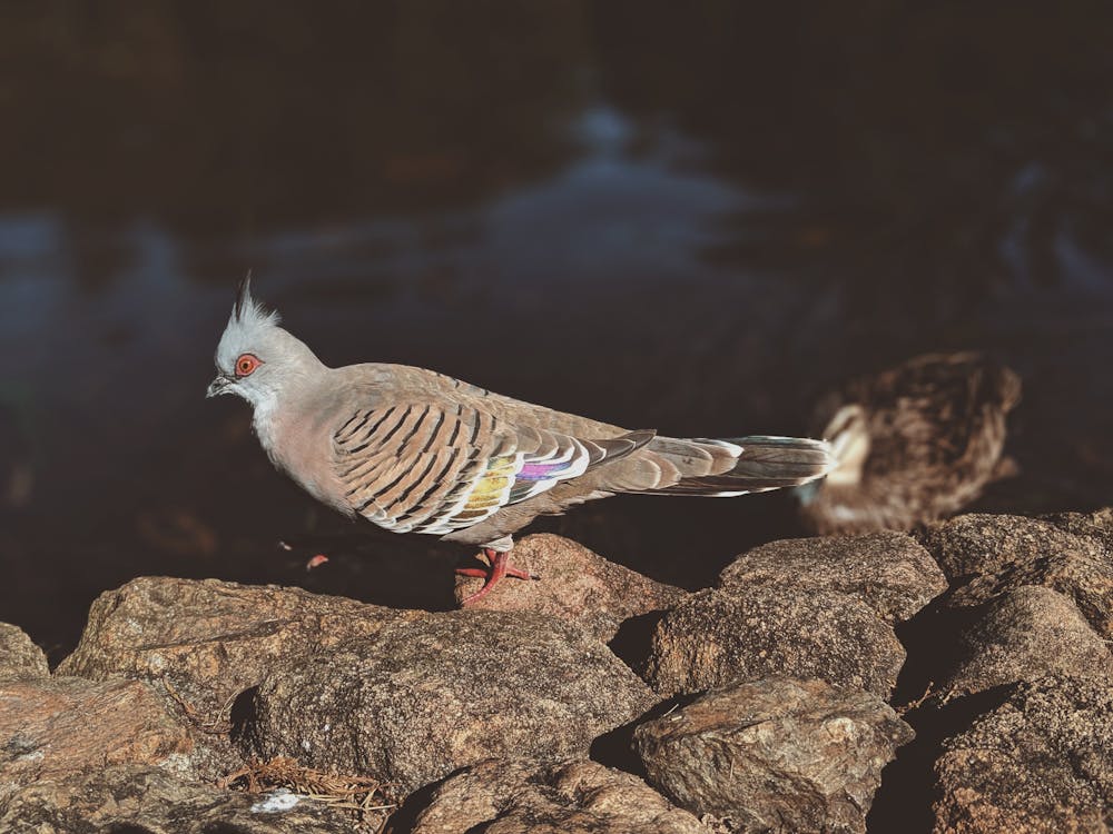 Gratis arkivbilde med australsk due, crested duve, dyrefotografering Arkivbilde