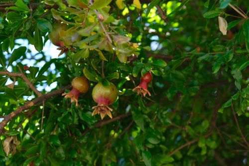 Free Close-up of ripe pomegranates amidst lush green leaves on a sunny day. Stock Photo