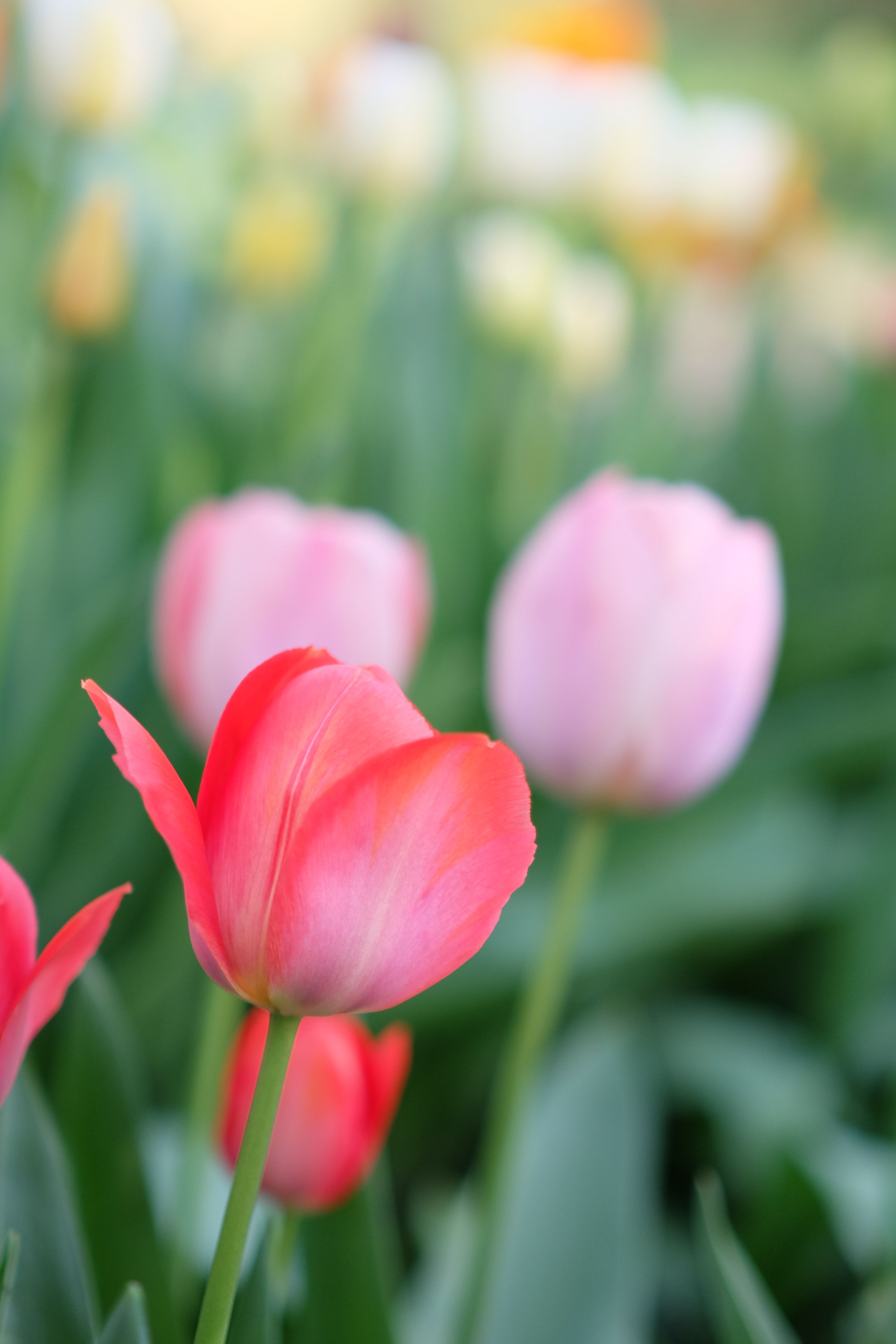 Close up of Red Tulips · Free Stock Photo