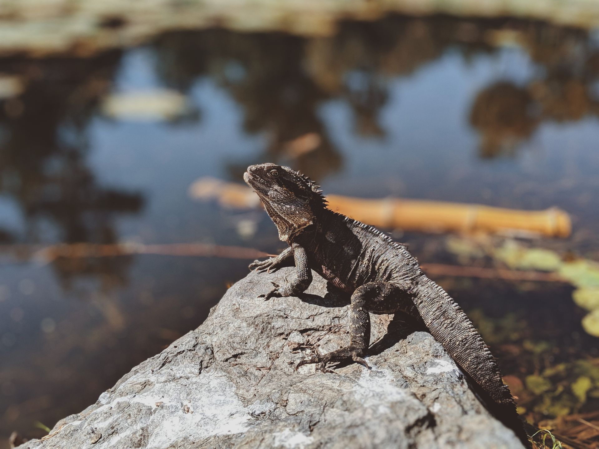 A vivid capture of an Australian water dragon perched on a rock near a tranquil pond.