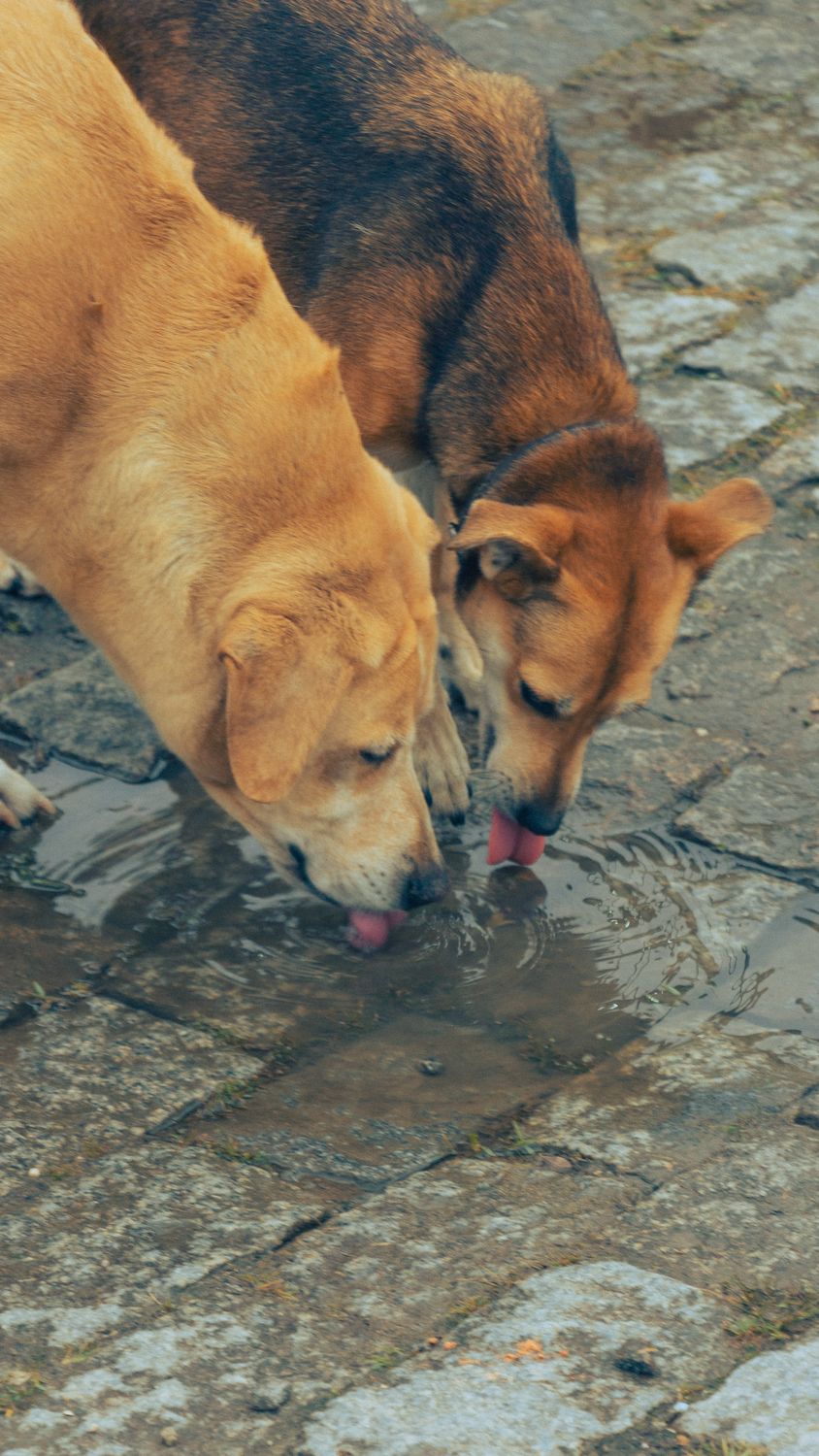 Photo by Matheus Santana Dogs drinking water from a puddle on the street