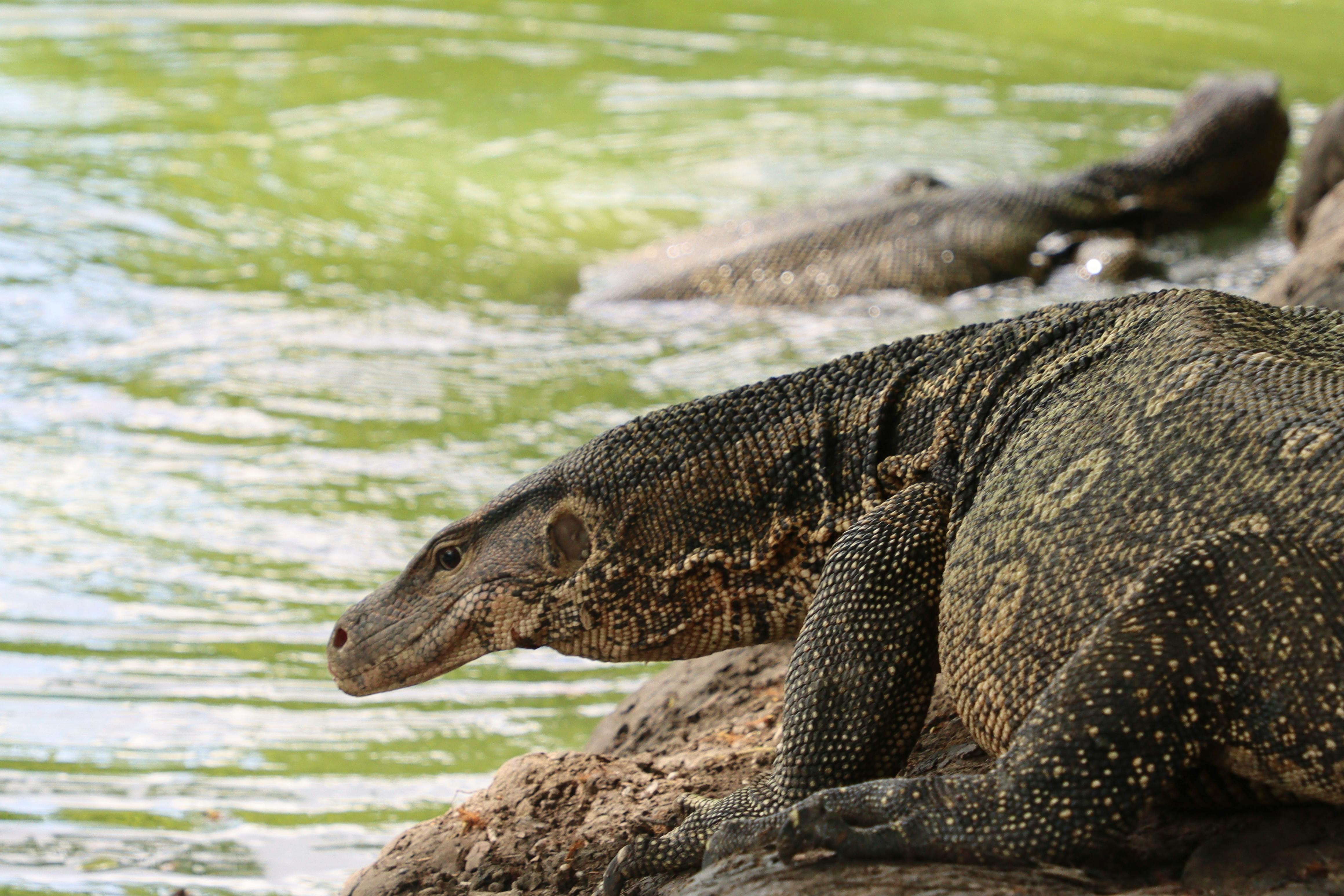 Komodo dragon basking near a lakeshore, showcasing natural wildlife beauty.