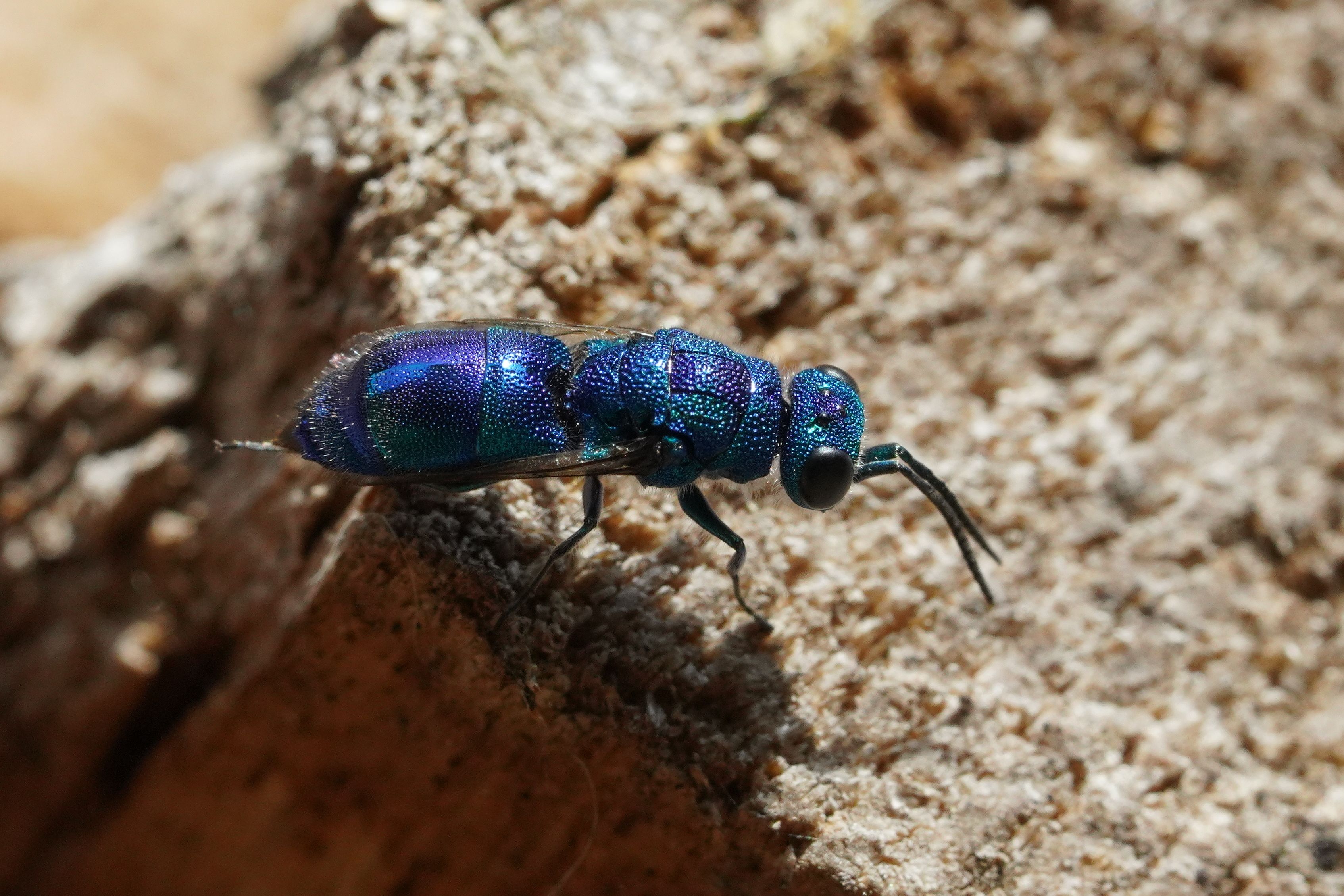 Close-up of a Chrysis wasp on wood displaying vibrant blue colors.
