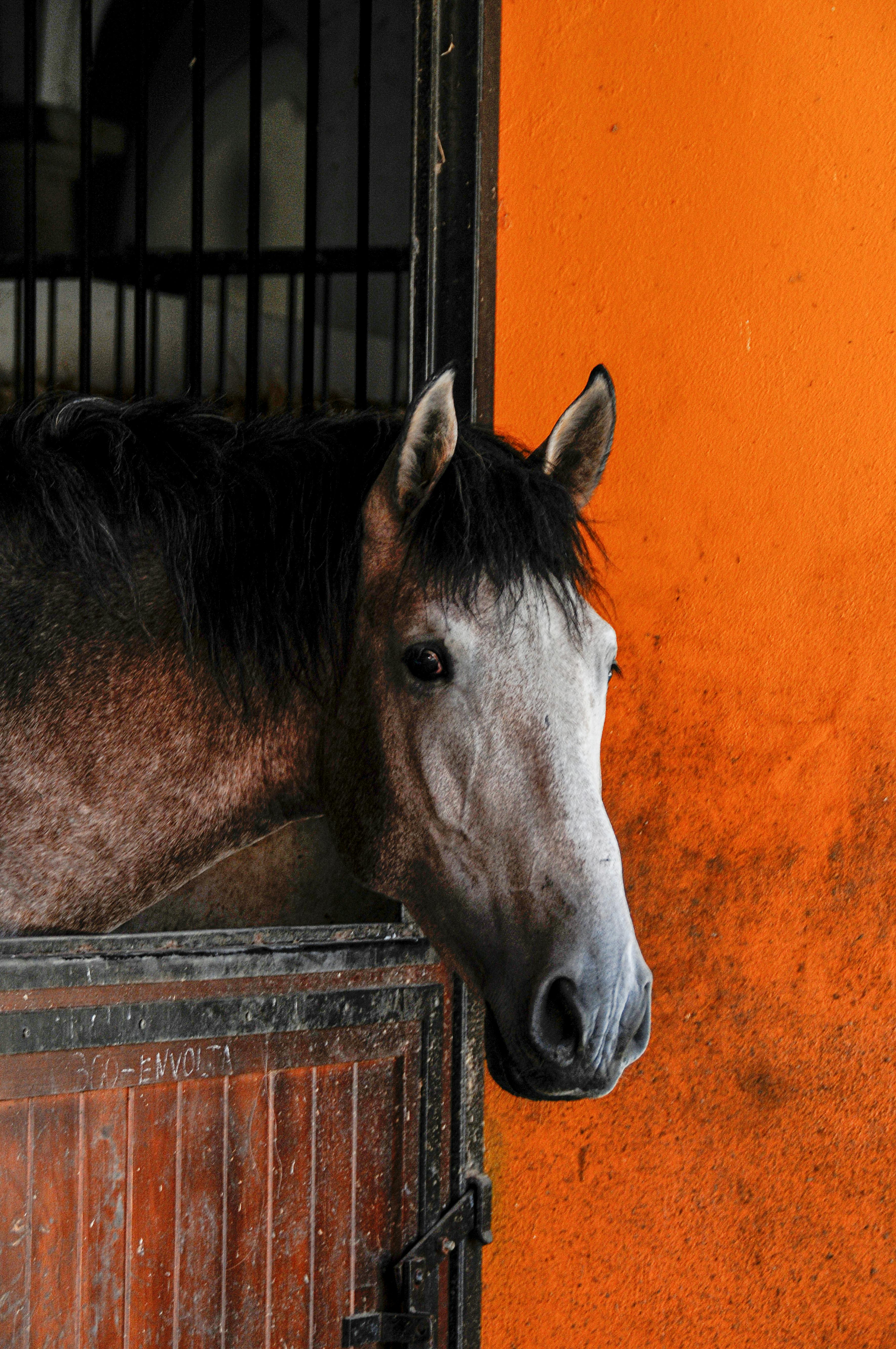 portrait of horse in stable