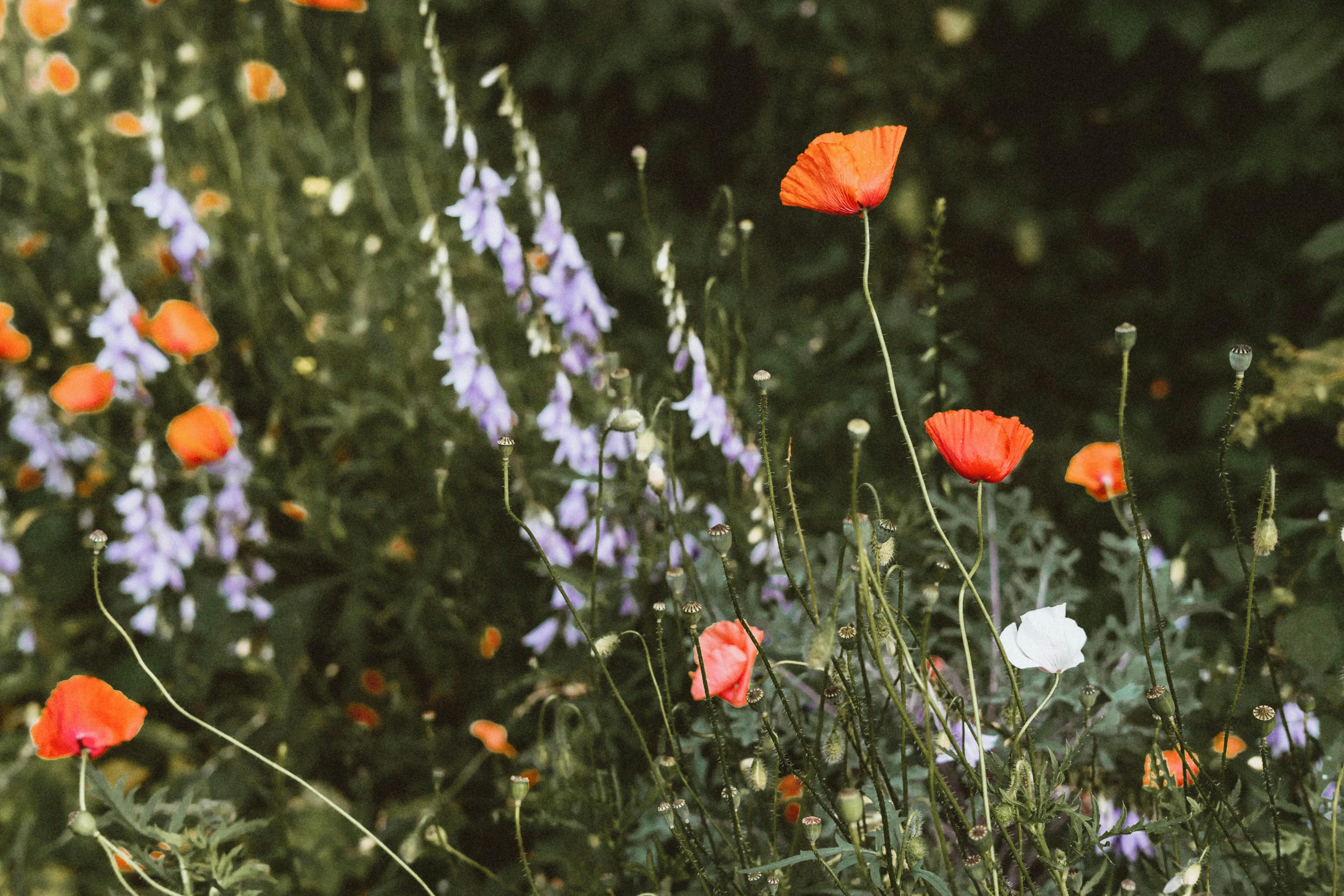Red Poppies · Free Stock Photo