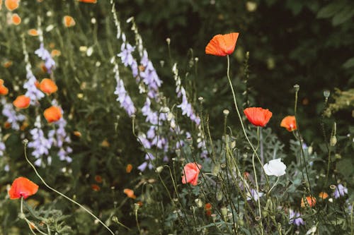 Free Red Poppies Stock Photo