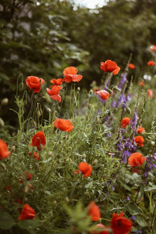 Free A lush garden with vibrant red poppies and purple flowers capturing a serene summer atmosphere. Stock Photo