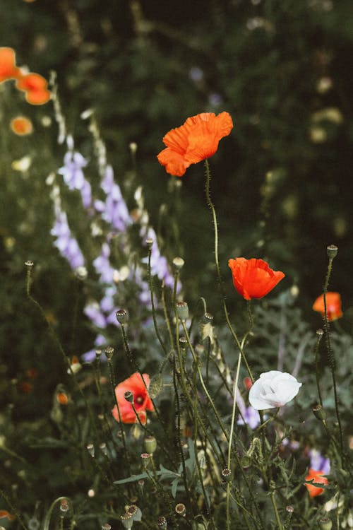 Poppy Flowers