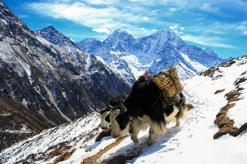 Free Yaks carrying goods on a snowy trail in the Himalayan mountains near Kathmandu, Nepal. Stock Photo
