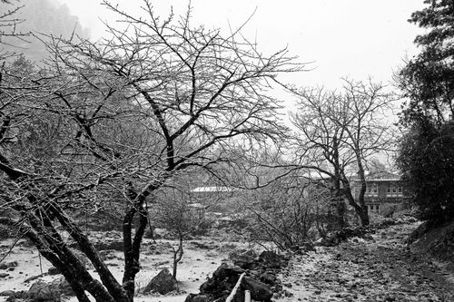 Free Black and white snowy winter scene in Kathmandu, Nepal with bare trees. Stock Photo
