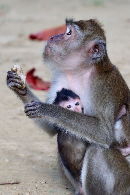Fotomural Un mono macaque sostiene a su cría cerca mientras come en la naturaleza.