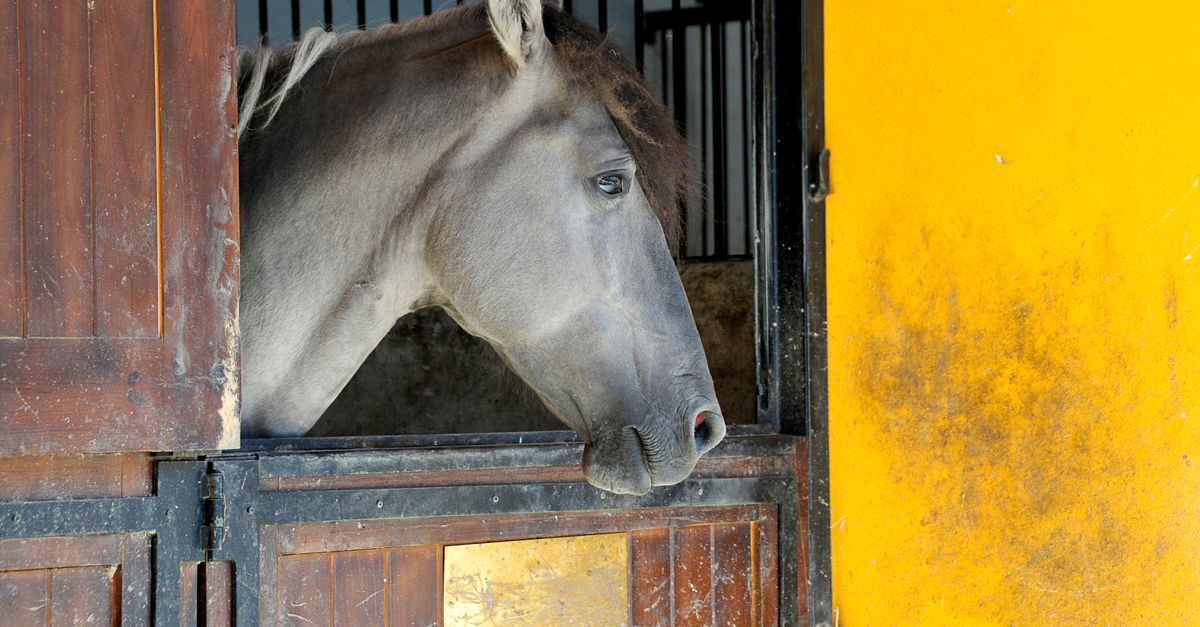 A horse peers out from a stable window in Alter do Chão, Portugal.
