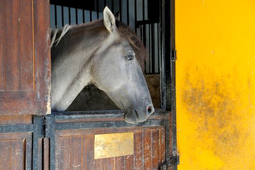 Free A horse peers out from a stable window in Alter do Chão, Portugal. Stock Photo