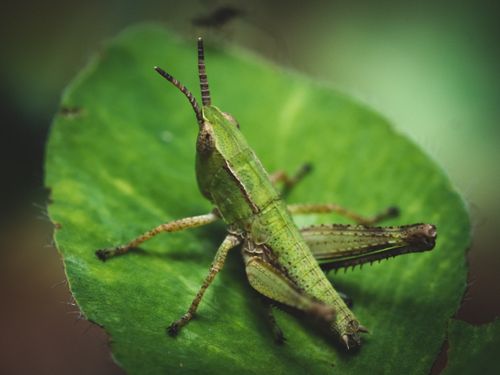 Free Detailed macro shot of a green grasshopper on a leaf in natural surroundings. Stock Photo