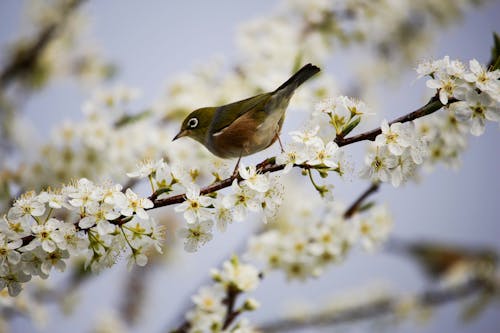 Green and White Bird on White Flowers