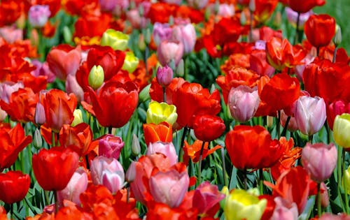 Lot De Tulipes Rouges Et Roses