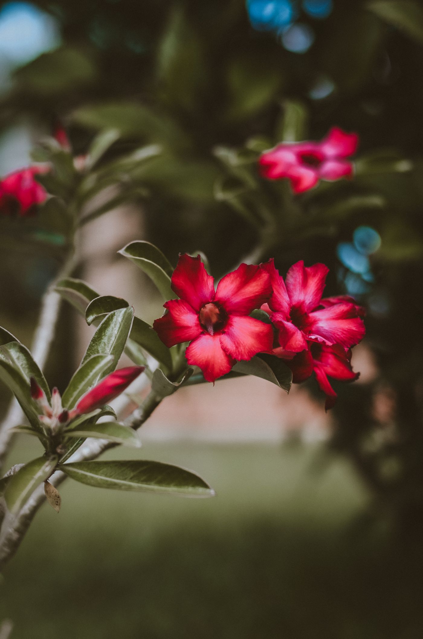 Foto de stock de adenium: cores vivas do jardim