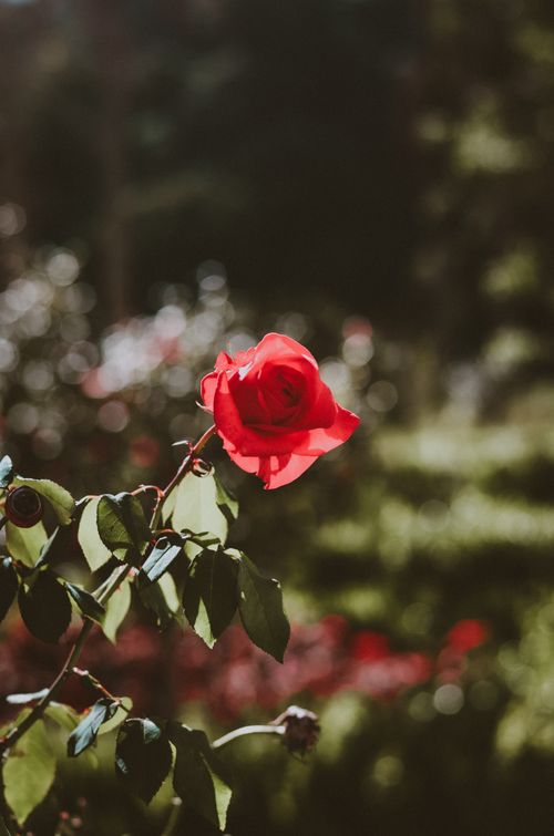 Free Close-up of a vibrant red rose in a sunlit garden, showcasing its delicate petals. Stock Photo