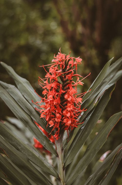 Free Close-up of a vibrant orange gingerlily against green leaves, showcasing natural beauty. Stock Photo