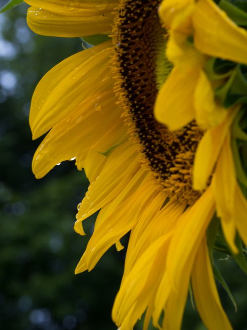 Free Sunflower with Water Drops Stock Photo