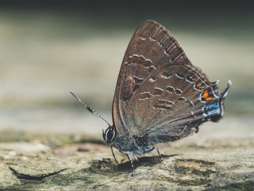 Free Detailed close-up of a hickory hairstreak butterfly in its natural habitat, Warsaw, MO. Stock Photo