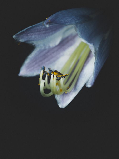 Free Macro shot of a delicate blue flower showcasing intricate stamens. Stock Photo