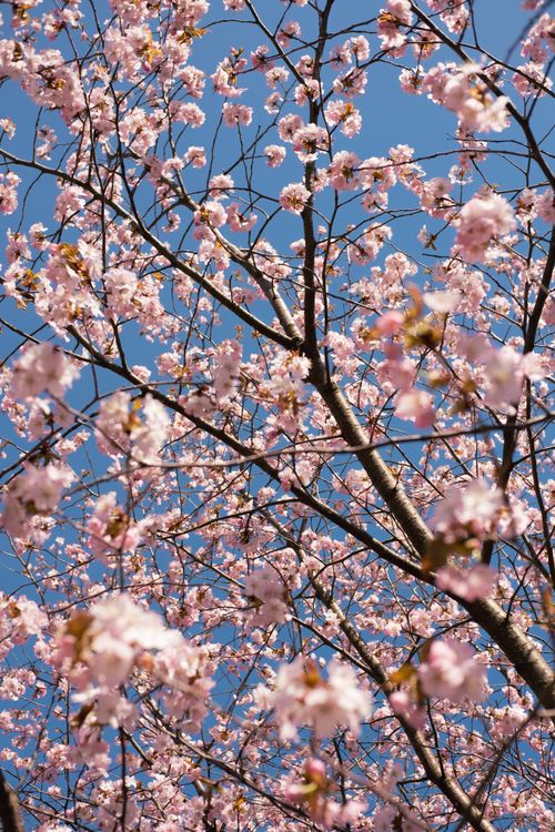 Free Captivating pink cherry blossoms in full bloom against a clear blue sky in springtime. Stock Photo