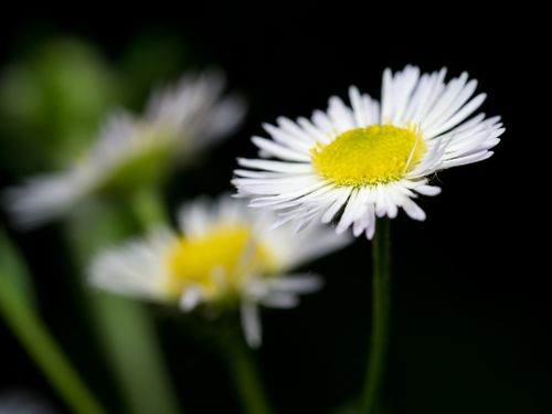 Free Daisy in the Spotlight Stock Photo