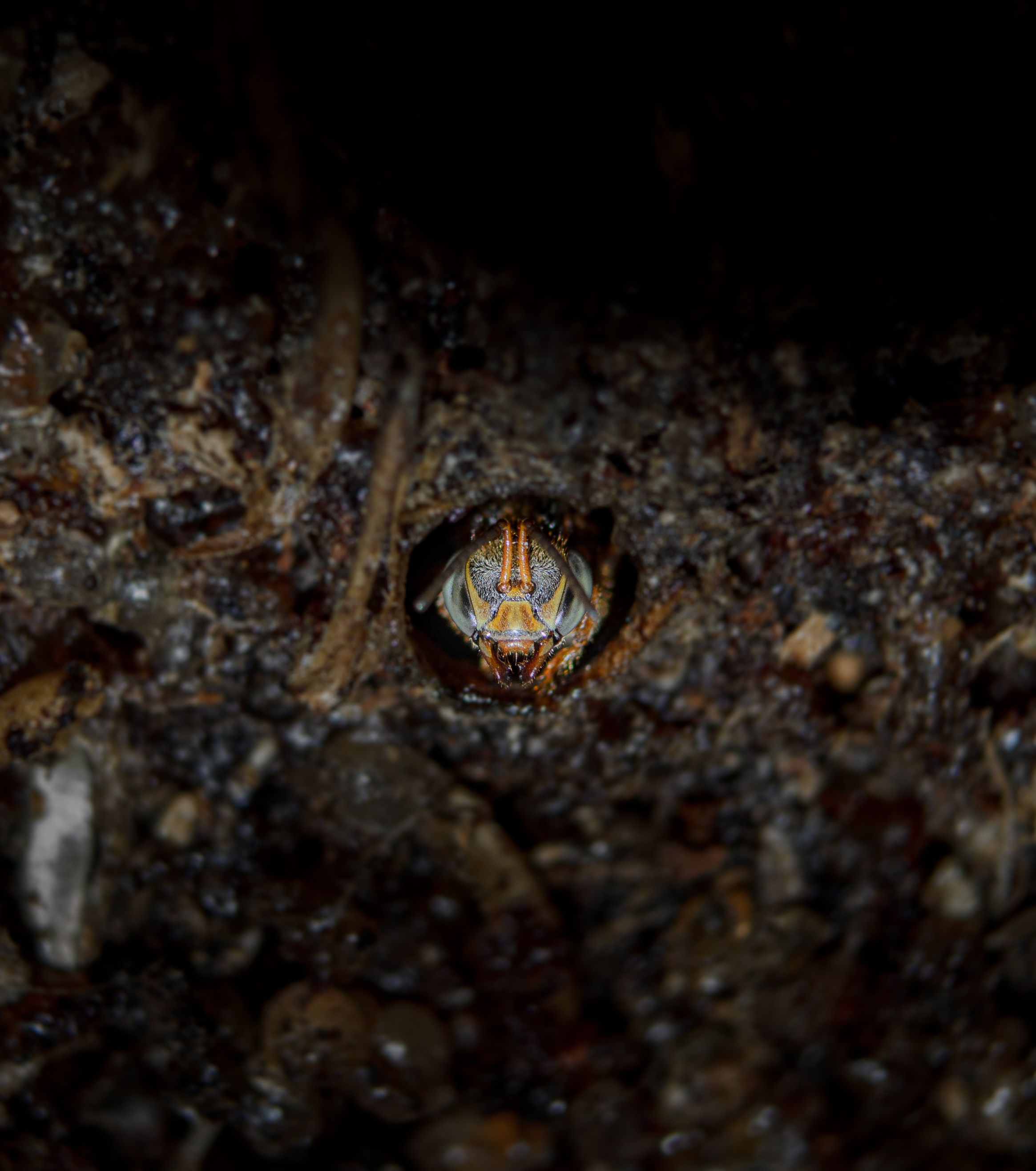 Close-Up of Insect in Burrow - Macro Photography · Free Stock Photo
