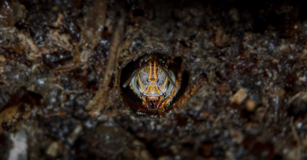Burrows Compress Close-Up of Insect in Burrow - Macro Photography · Free Stock Photo