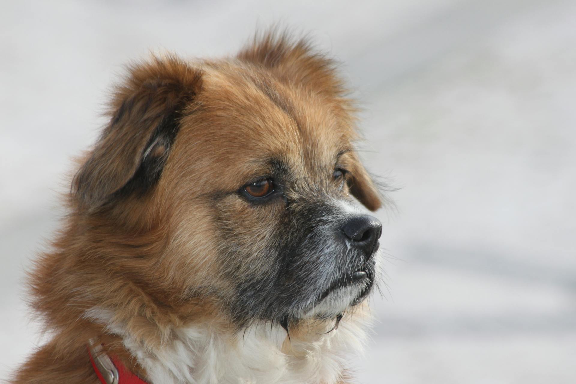 Huvud av tibetansk spaniel