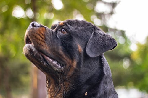 Close-Up Photo Of Dog 