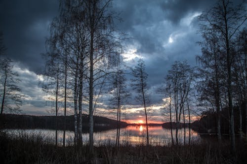 Las W Pobliżu Zbiornika Wodnego