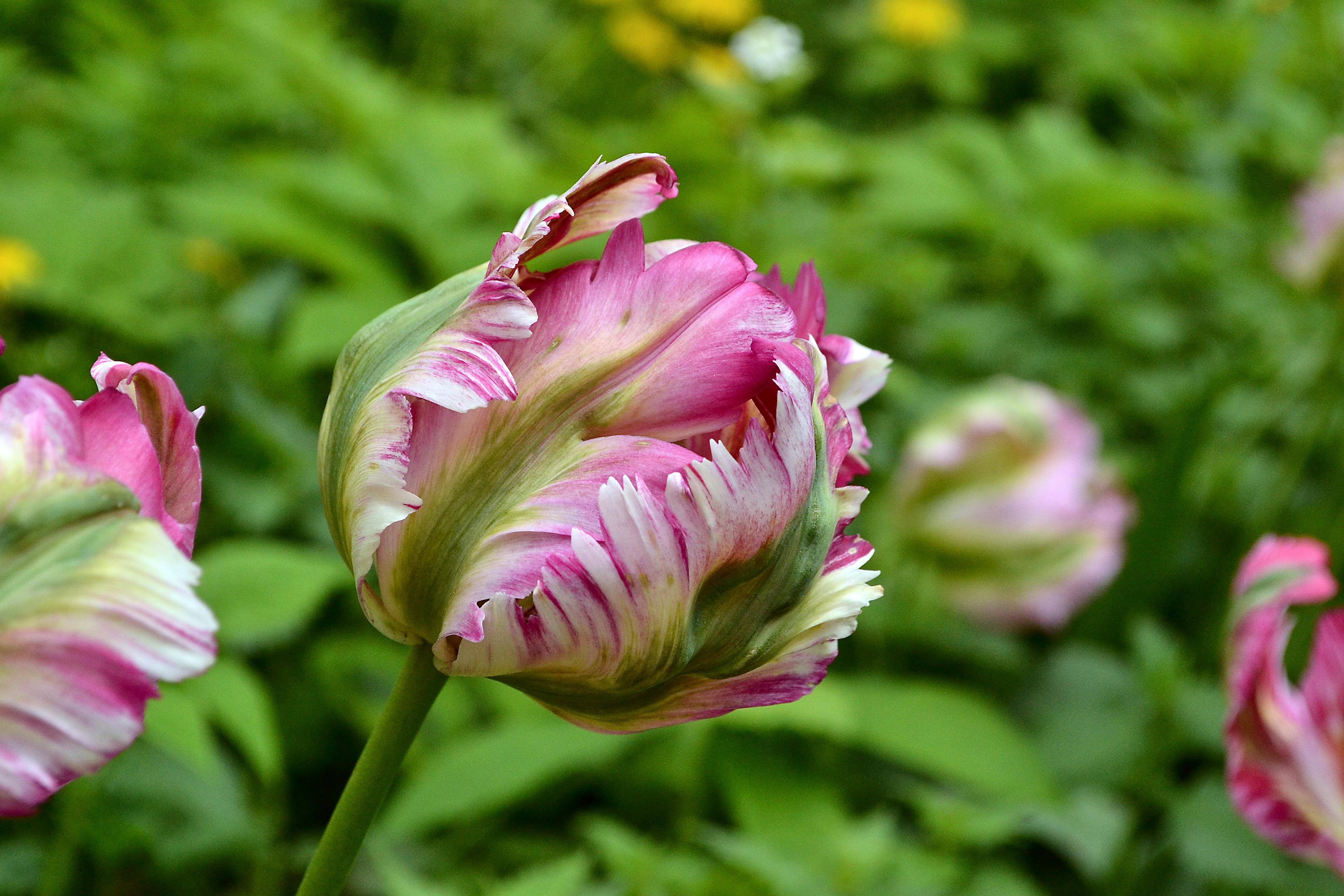 Free Stock Photo Of Belanda Bunga Tulip Bunga Bunga