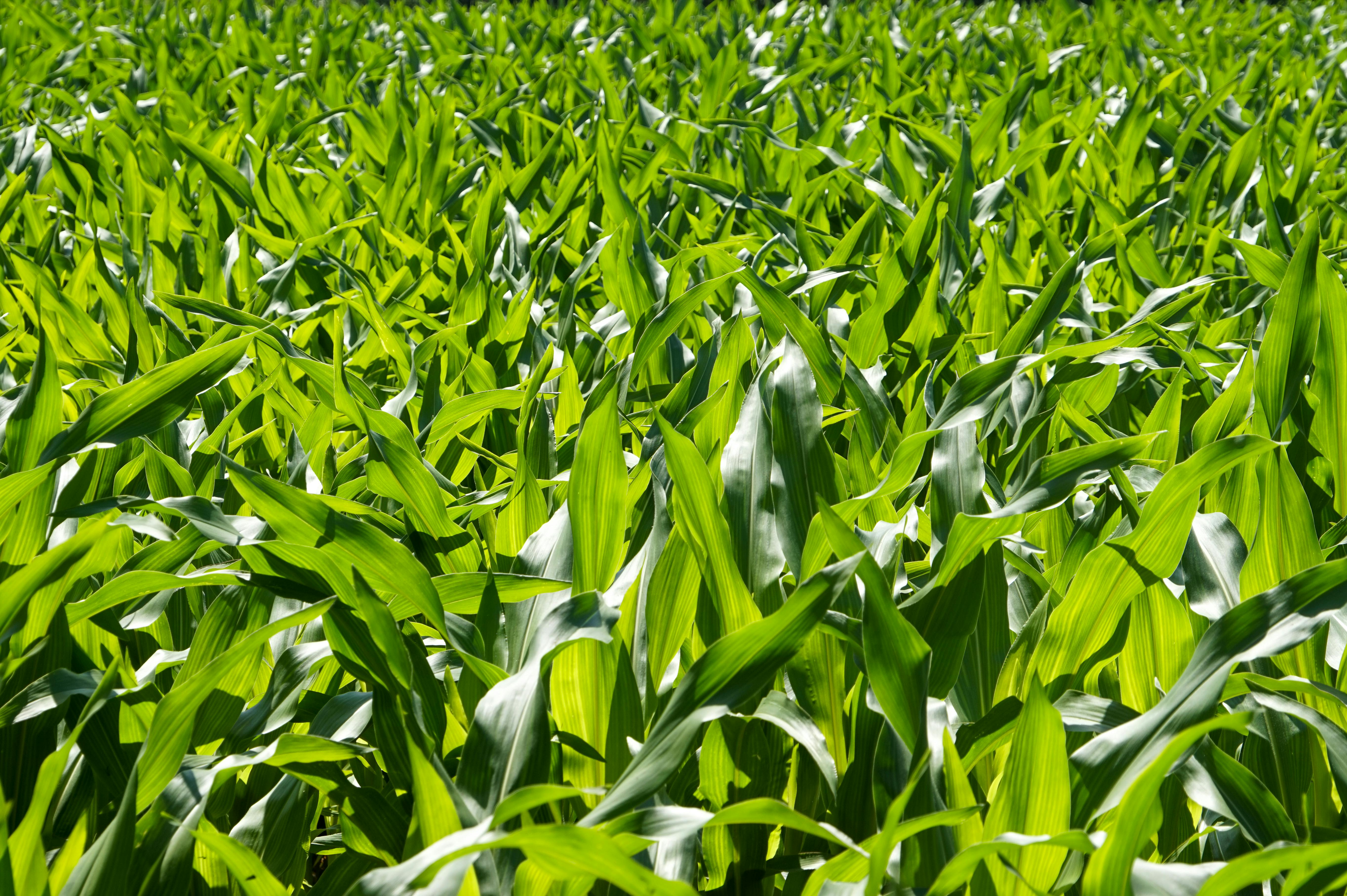 National Corn Growers Association and Ag Data Transparent Release Transparency Principles for Ag Carbon — Photo by Freek Wols