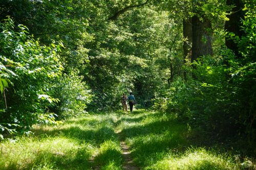 Free Two people walking down a lush forest path, surrounded by vibrant summer foliage. Stock Photo