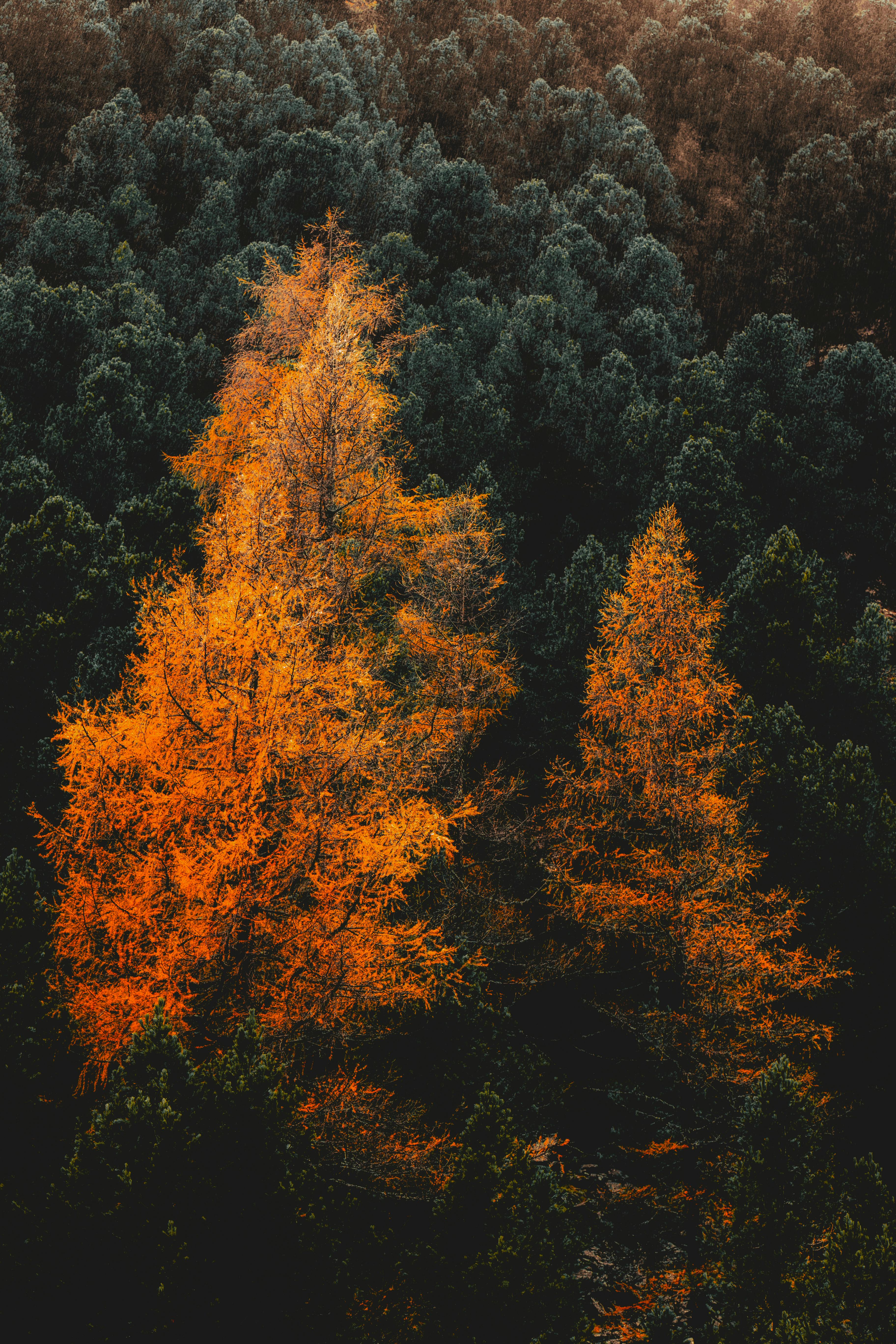 Aerial shot of autumn trees amidst a dense green forest, capturing the vibrant seasonal transition.