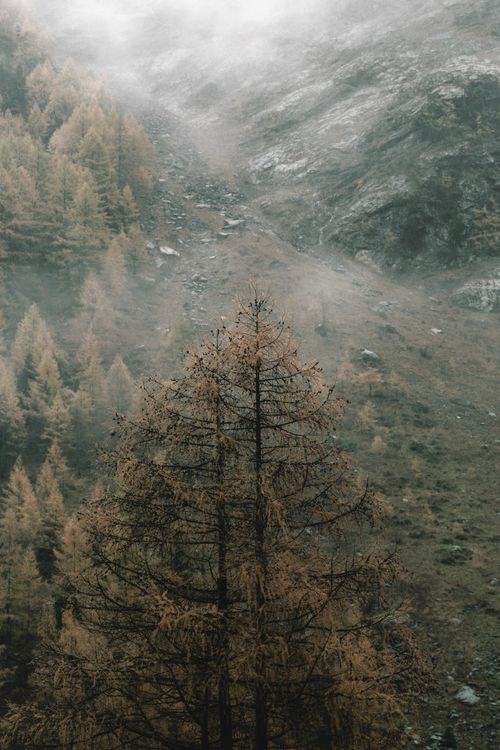 Free A serene landscape captures a misty mountain forest with sparse tree cover and autumn hues. Stock Photo