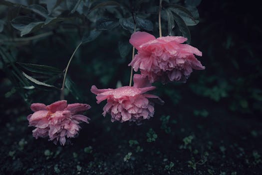 Close-up of pink peonies with raindrops, showcasing nature's delicate beauty.