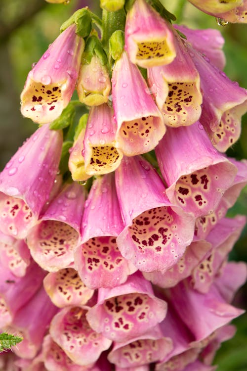 Pink Petaled Flowers