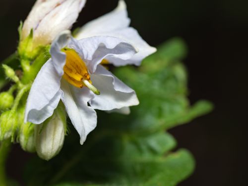 Free Be cautious of this beauty! Carolina horsenettle Stock Photo