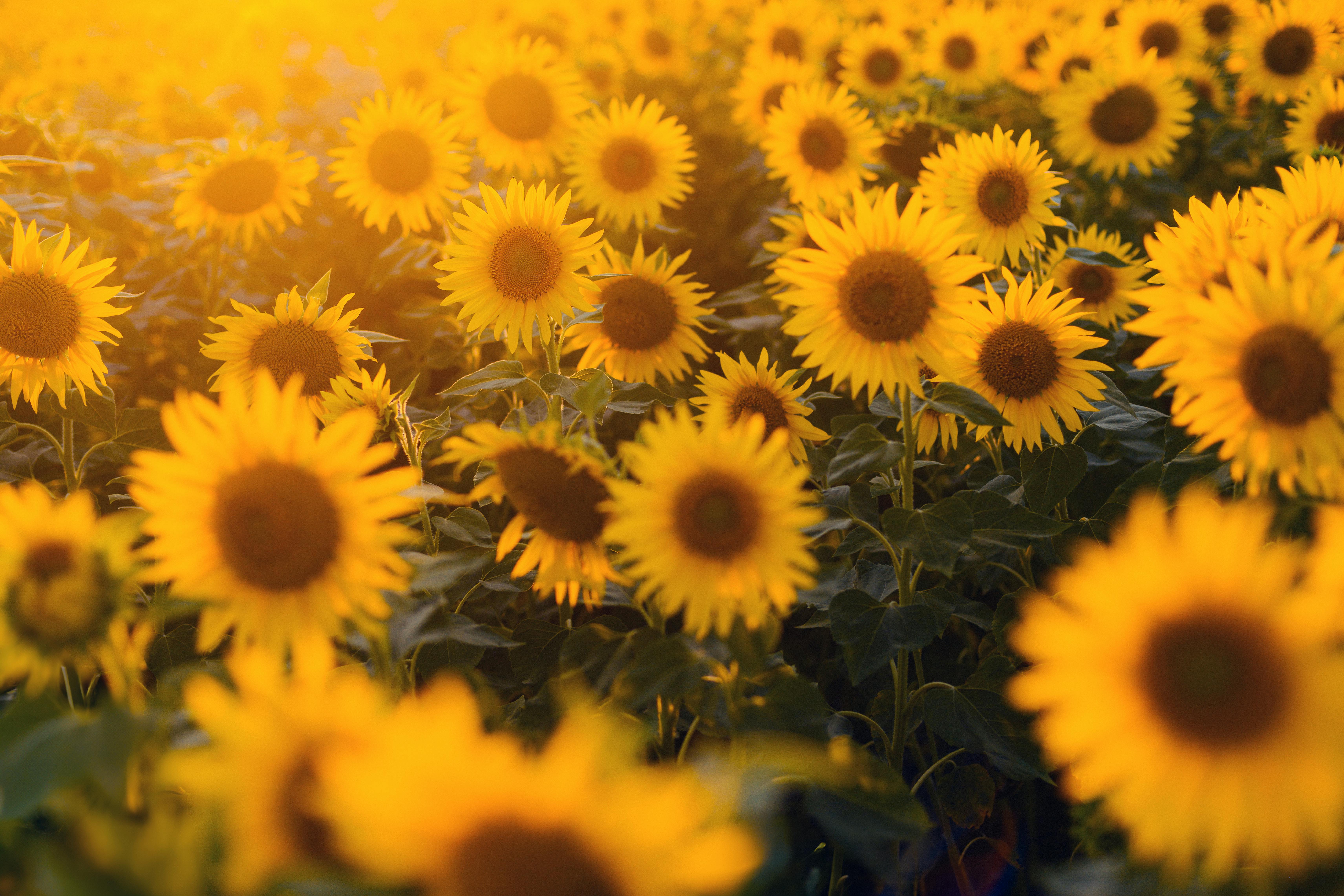 Beautiful sunflower field basking in the warm glow of sunset, capturing the essence of summer and nature's beauty.