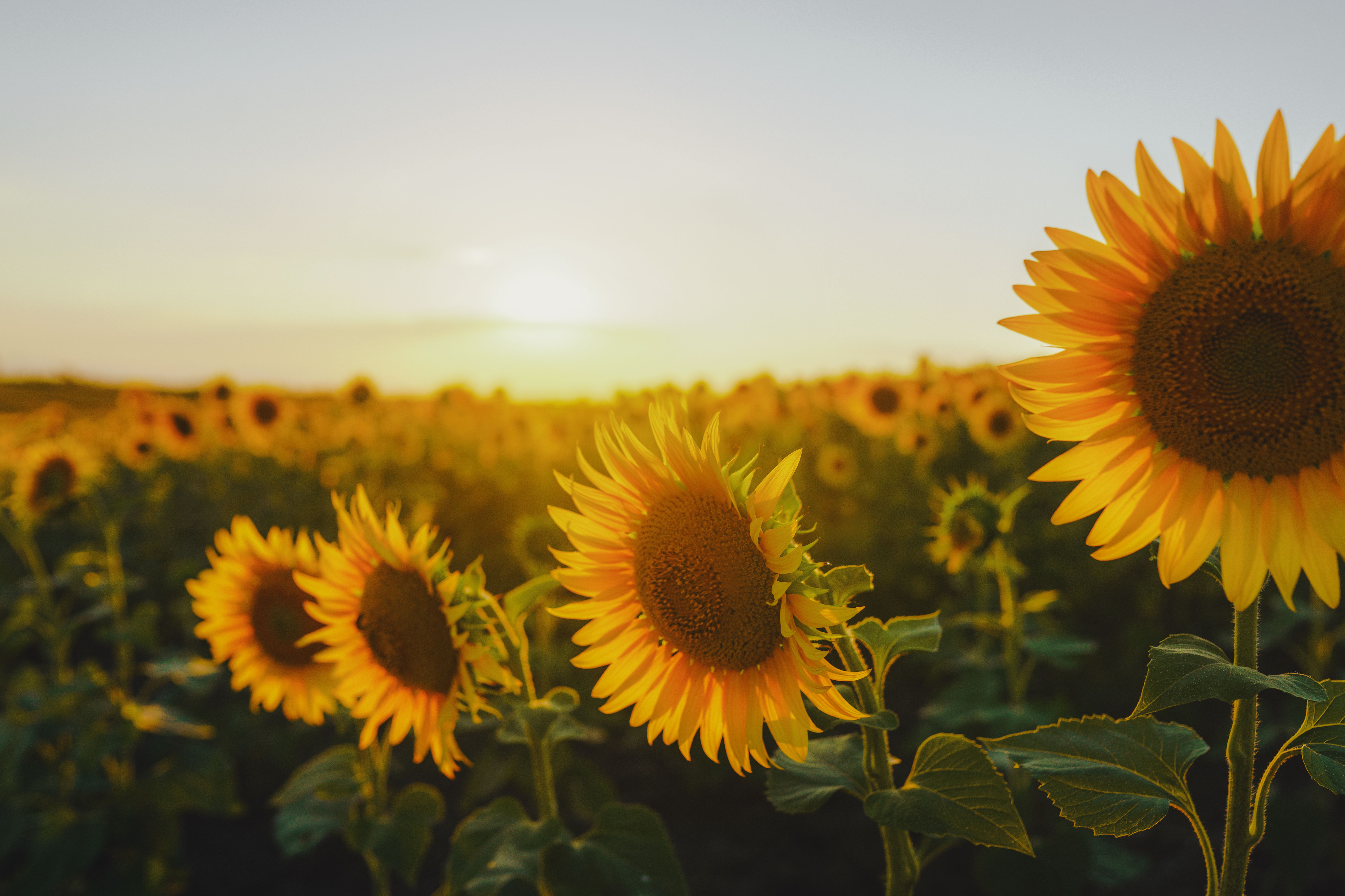 Sunflower Field at Sunset · Free Stock Photo