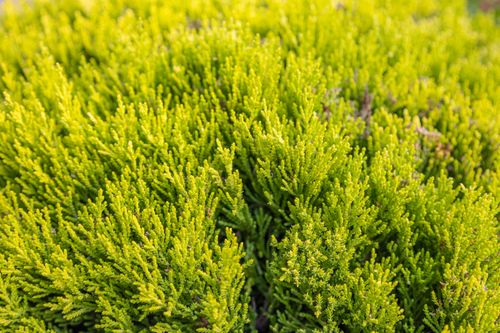 Free Vibrant green plant close-up, showcasing dense foliage in a natural outdoor setting. Stock Photo