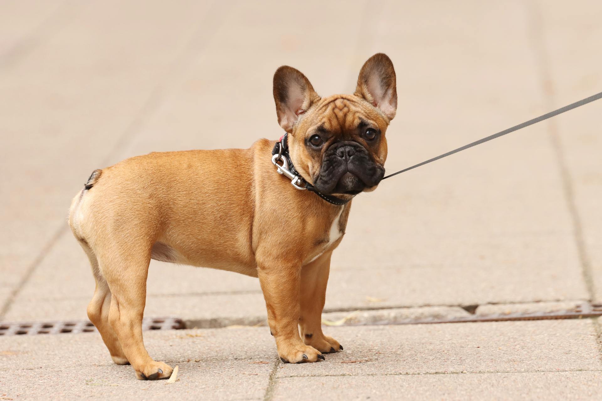 French Bulldog