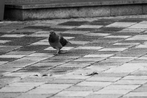 Free Black and white photo of a pigeon walking on city pavement, showcasing urban wildlife. Stock Photo